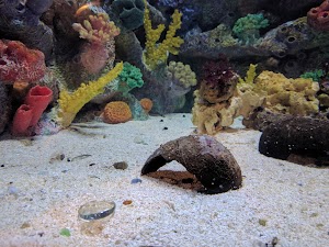 SEA LIFE Michigan Aquarium - photo 59