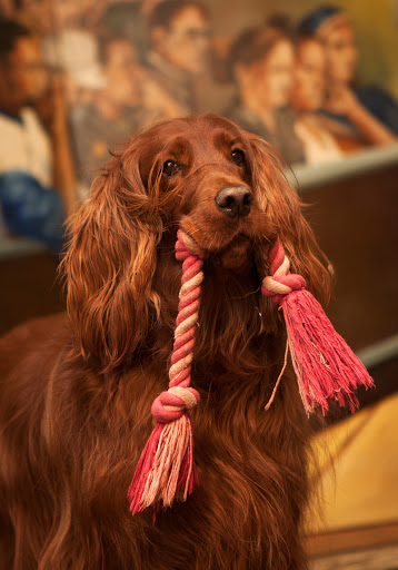 Criminal Justice Attorney «The OConnor Law Firm, P.C.», reviews and photos