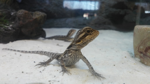 Pet Supply Store «Petco Animal Supplies», reviews and photos, 353 Harrison Bridge Rd, Simpsonville, SC 29680, USA