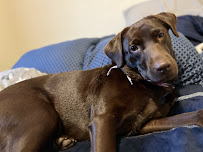 Hippy Pups - Photo 8 - Car repair in Southwest Ranches, FL, Pembroke Pines