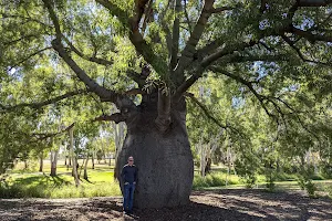 Roma's Largest Bottle Tree image