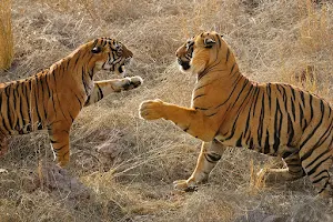 JUNGLE SAFARI TICKET SERVICES | BEST EXPERIENCE | BEST IN CLASS SERVICES | RANTHAMBORE NATIONAL PARK CITIZEN SERVICES | image