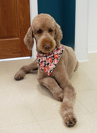 Wolfe Pet Grooming Studio