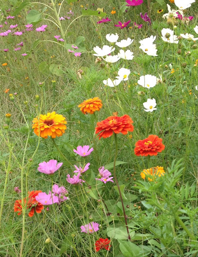 Museum «Walter Anderson Museum of Art», reviews and photos, 510 Washington Ave, Ocean Springs, MS 39564, USA