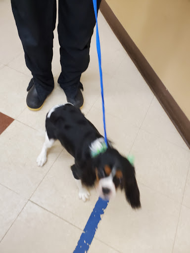 Pet Supply Store «PetSmart», reviews and photos, 3370 Shoppers Dr, McHenry, IL 60050, USA