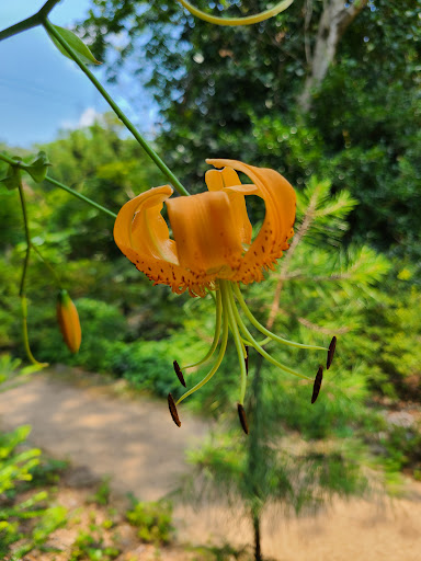 Garden «Wing Haven», reviews and photos, 248 Ridgewood Ave, Charlotte, NC 28209, USA