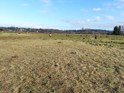 Marymoor Off-Leash Dog Park