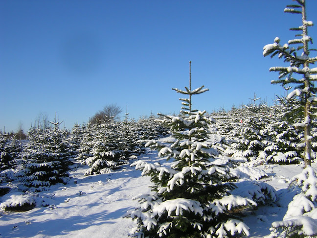 Anmeldelser af Dyssegaardens Juletræsplantage i Roskilde - Børnebutik