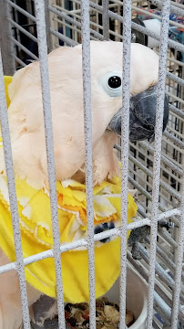 Inca's Secret Parrot & Bird Toys/Boarding - Photo 3 - Car repair in Kent, WA, Tacoma