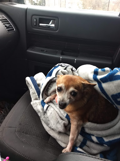 Shannon Ceccoli Pet Grooming