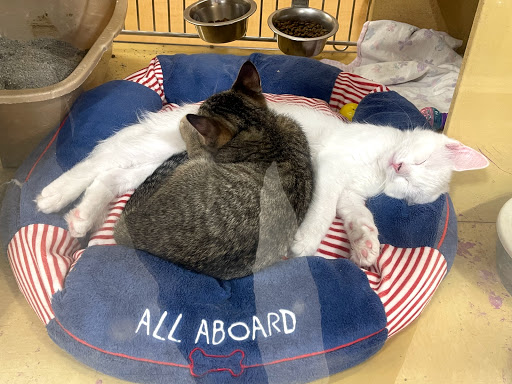 Pet Supply Store «PetSmart», reviews and photos, 2801 Pine Lake Rd, Lincoln, NE 68516, USA