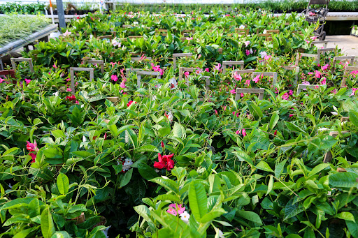 Plant Nursery «Blooming Acres», reviews and photos, 7561 State Rd, Wadsworth, OH 44281, USA