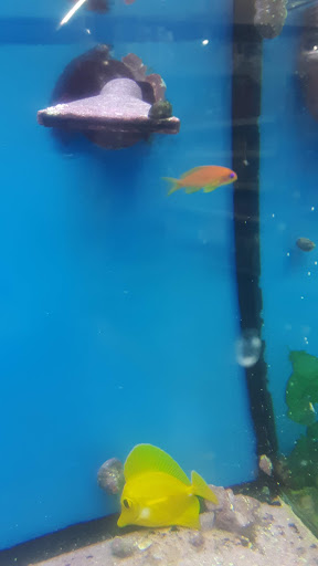 Pet Supply Store «Pet Club Rancho Cordova», reviews and photos, 2344 Sunrise Blvd, Rancho Cordova, CA 95670, USA