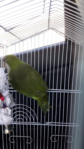 Pet Store «Animal Pet Shop Corporation», reviews and photos, 10843 SW 40th St, Miami, FL 33165, USA