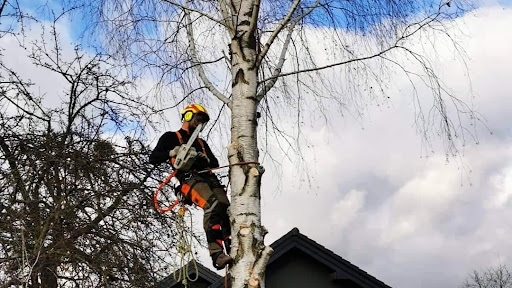 WYCINKA I PIELĘGNACJA DRZEW