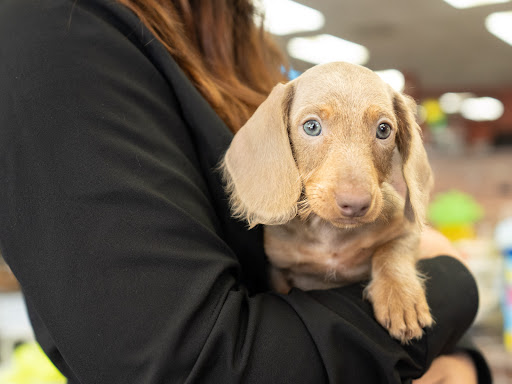 Pet Store «Petland», reviews and photos, 10289 Ulmerton Rd, Largo, FL 33771, USA