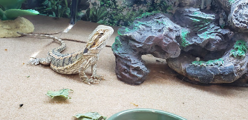 Pet Supply Store «Petco Animal Supplies», reviews and photos, 2241 Porter Creek Dr, Fort Worth, TX 76177, USA