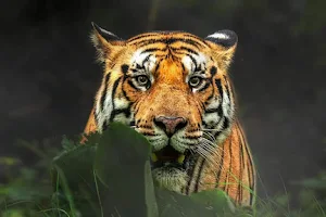 Safari tour India image