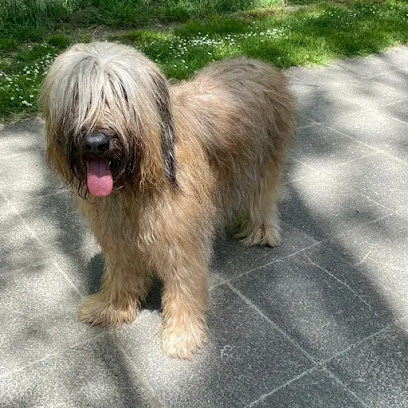 Peluquería canina ileacan - Servicios para mascota en Vitoria-Gasteiz