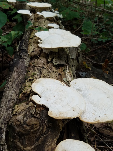 Nature Preserve «Meltzer Woods», reviews and photos, 1522 S 600 E, Shelbyville, IN 46176, USA