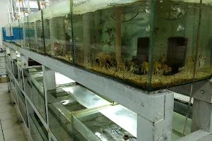 Delphis Aquarium Shop image