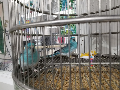 Bird Shop «Arizona Bird Store», reviews and photos, 565 S Dobson Rd, Mesa, AZ 85202, USA