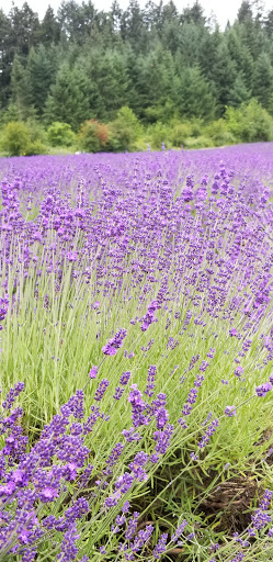 Farm «Oregon Lavender Farm», reviews and photos, 20949 S Harris Rd, Oregon City, OR 97045, USA