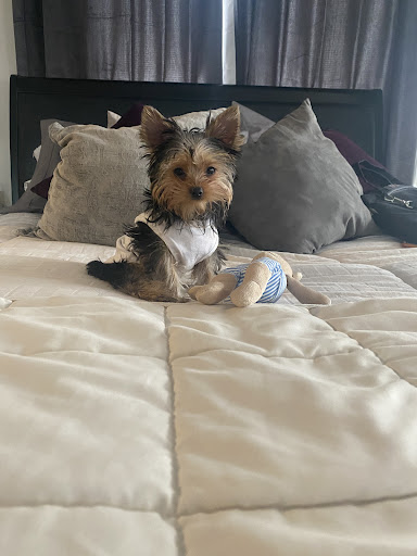 Pet Supply Store «Woof Woof Puppies & Boutique», reviews and photos, 29555 Northwestern Hwy, Southfield, MI 48034, USA