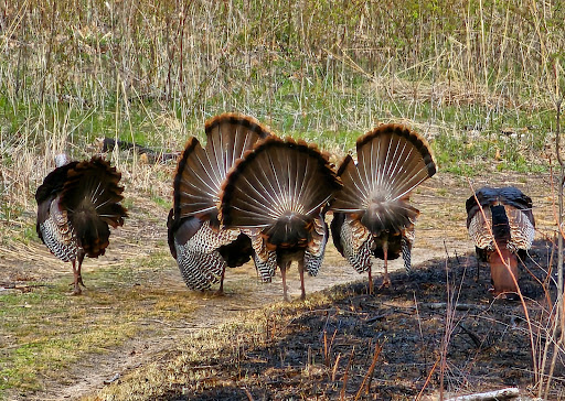 Southern Arboretum Trails