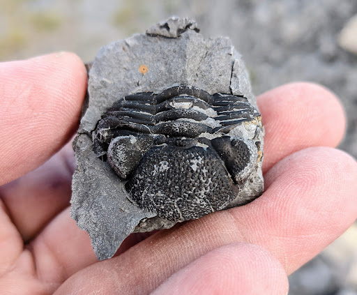 Nature Preserve «Penn Dixie Fossil Park & Nature Reserve», reviews and photos, 4050 North St, Blasdell, NY 14219, USA