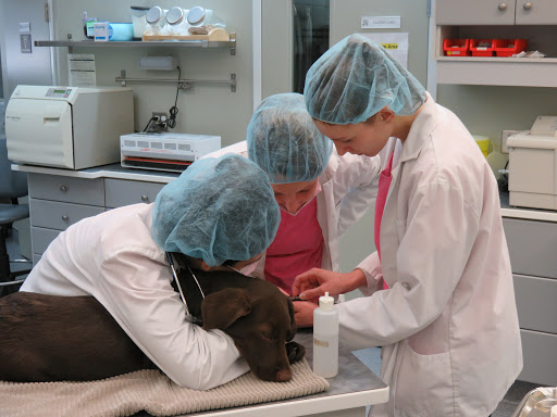 Central Animal Hospital image