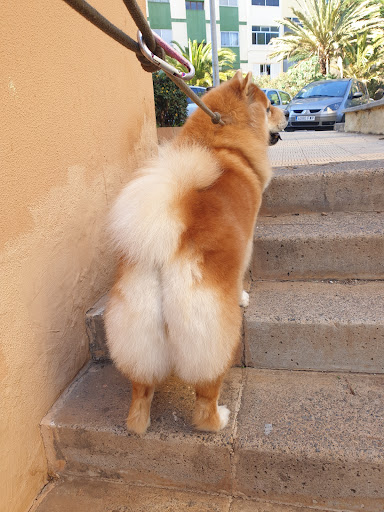 Peludogs | Peluquería Canina En Tenerife