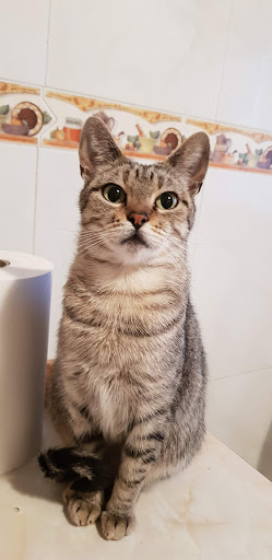 Centro Veterinario Santo Domigo en Santo Domingo de la Calzada