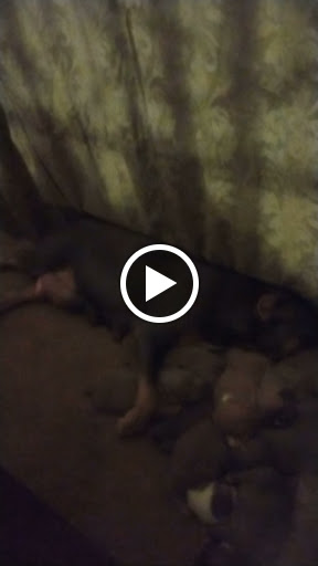 Car Dealer «Larry Puckett Chevrolet Inc», reviews and photos, 2101 Cobbs Ford Rd, Prattville, AL 36066, USA