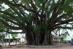 Century Old Balete Tree image