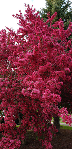 Park «Hampe Park», reviews and photos, 297 W Lies Rd, Carol Stream, IL 60188, USA