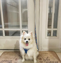 Purrfect Pet Sit - Photo 5 - Car repair in , Chicago