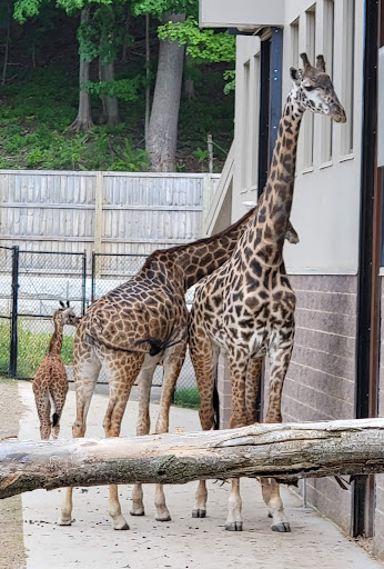 Zoo «Seneca Park Zoo», reviews and photos, 2222 St. Paul Street, Rochester, NY 14621, USA