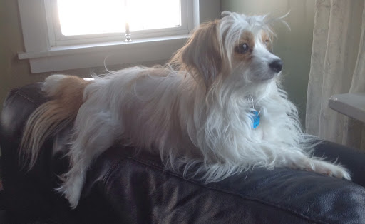 Pet Supply Store «Pet Supplies Plus», reviews and photos, 175 Memorial Ave, West Springfield, MA 01089, USA