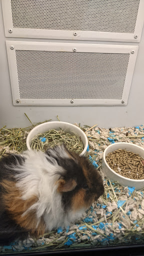 Pet Supply Store «Petco Animal Supplies», reviews and photos, 10315 E Shelby Dr, Collierville, TN 38017, USA