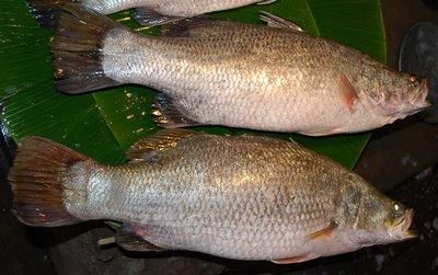 Chakraborty Caterers / Fish Supplier near me / best fish supplier