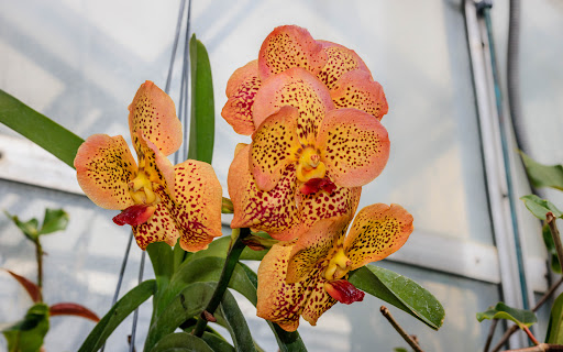 Heritage Museum «Hillwood Estate, Museum & Gardens», reviews and photos, 4155 Linnean Ave NW, Washington, DC 20008, USA