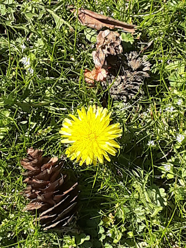 Park «Lynden City Park», reviews and photos