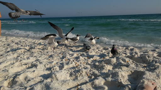 Tourist Attraction «Beach Sand Sculptures», reviews and photos, 15000 Emerald Coast Pkwy, Destin, FL 32541, USA