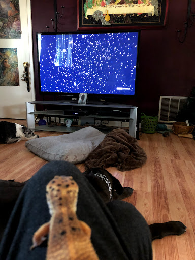 Pet Supply Store «Pet Bazaar», reviews and photos, 490 FL-436, Casselberry, FL 32707, USA