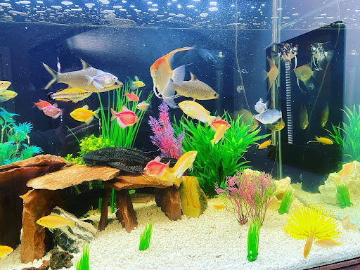 Pet Supply Store «Pet Supermarket, Inc.», reviews and photos, 1052 Peachtree Industrial Blvd, Suwanee, GA 30024, USA