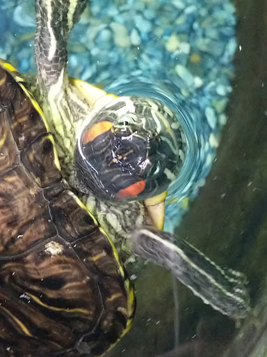 Pet Store «Fin-N-Feather», reviews and photos, 2931 F St, Eureka, CA 95501, USA