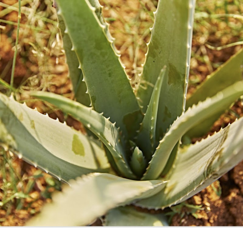 The Aloe Business