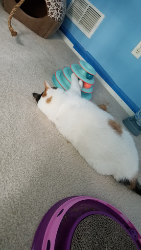 Pet Supply Store «PetSmart», reviews and photos, 367 Mt Hope Ave, Rockaway, NJ 07866, USA