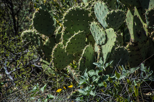 Theme Park «Old Tucson», reviews and photos, 201 Kinney Rd, Tucson, AZ 85735, USA